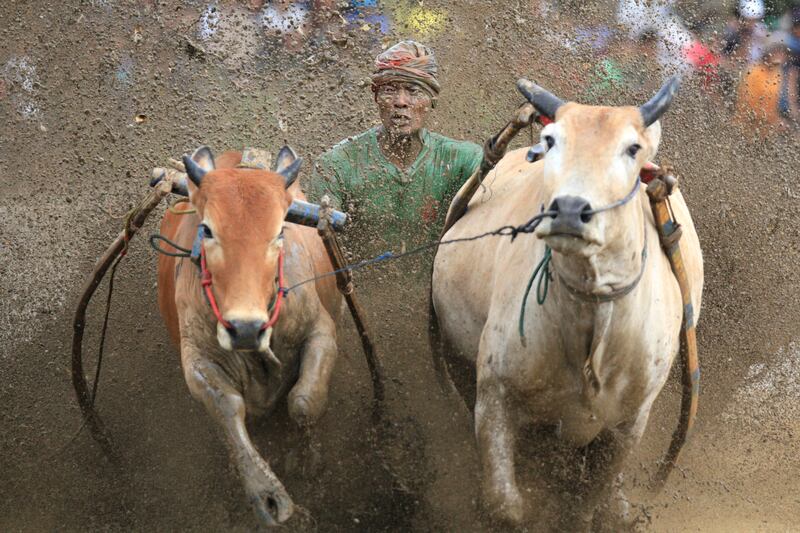A man takes part in Pacu Jawi, a bull race competition, in Tanah Datar, Indonesia. Originally held annually to celebrate rice harvest, the event has now become a major tourist attraction in the region. AP