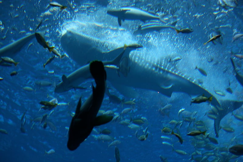 
DUBAI, UNITED ARAB EMIRATES – Jan 27:  Whale shark at the Atlantis hotel’s aquarium on Palm Jumeirah in Dubai. (Pawan Singh / The National)


 *** Local Caption ***  PS31- AQUARIUM.jpgPS31- AQUARIUM.jpg