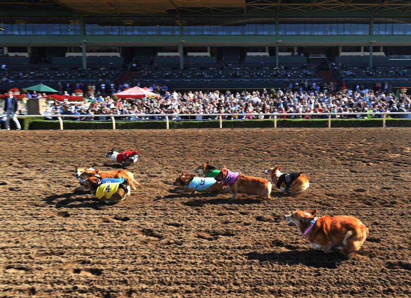 Corgi dogs race during the SoCal 'Corgi Nationals' championship at the Santa Anita Horse Racetrack in Arcadia, California. The event saw hundreds of Corgi dogs compete for the fastest dog title at the 17 race event. Mark Ralston / AFP