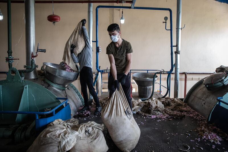 Workers prepare bags of roses to be distilled into rose oil for the cosmetics industry. Getty Images