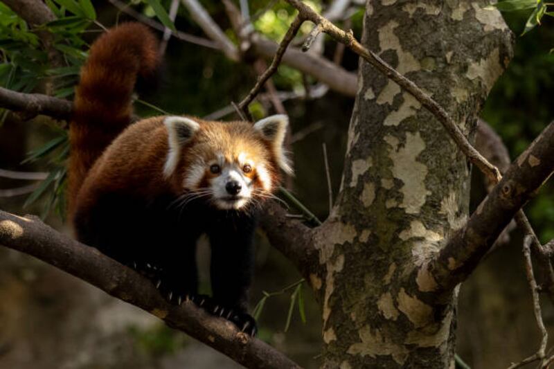 Fugitive red panda found in fig tree after escape from Australian zoo