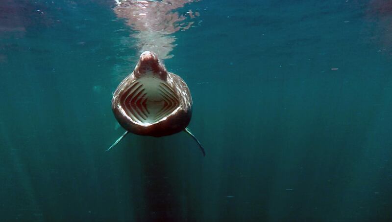 Underwater image captured by the REMUS SharkCam observing the behavior of basking sharks off the west coast of Scotland, obtained from social media. REUTERS