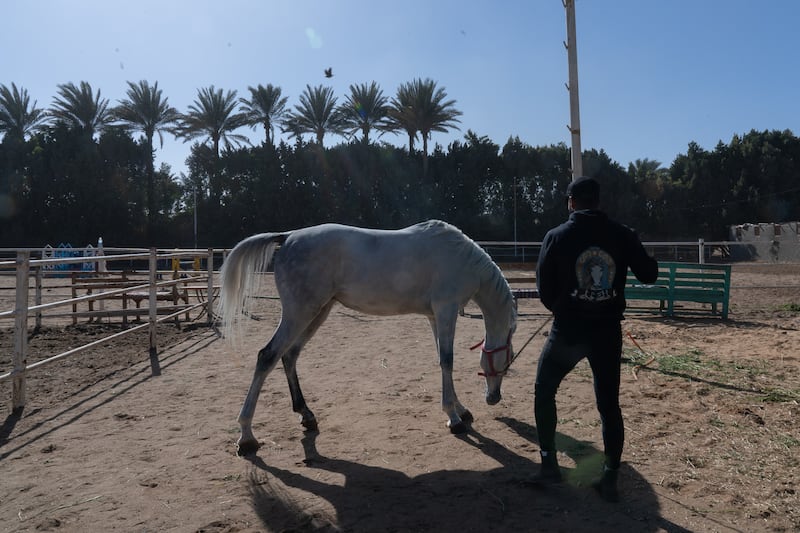 Omar Abu Karama, 27, and his horse Shaheen at El Gammal Stables in Saqqara. He founded a horse-riding school and tour operator called Talaat Kheil which specialises in free-riding. Photo: Mahmoud Nasr