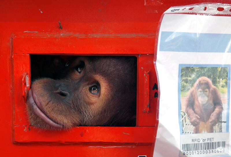 A seven-year-old female orangutan named Shizuka looks on from inside a cage during a ceremony in Thailand held before the smuggled orangutans were sent back to Indonesia. EPA