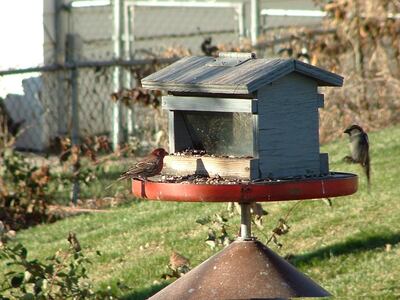 Uncovered water and food in a bird feeder can be a breeding ground for mosquitos. 