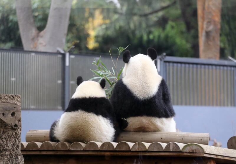 Giant panda cub Xiang Xiang and its mother Shin Shin eat bamboo at Ueno Zoo in Tokyo, Japan. EPA