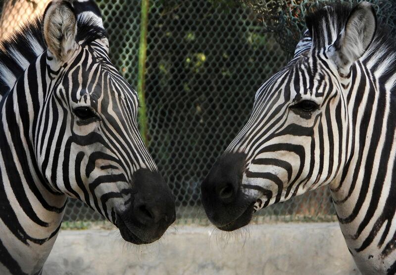 Zebras at the zoo. AFP