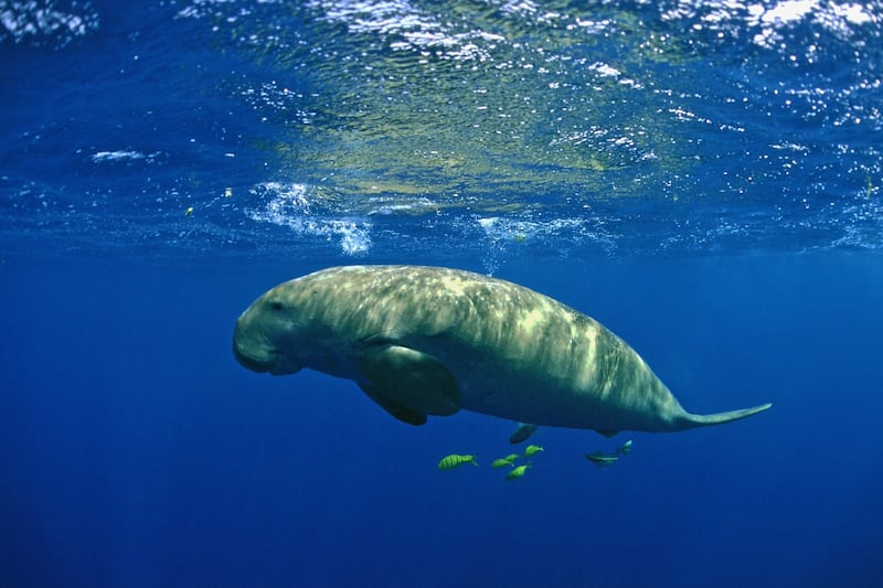 Dugong feed primarily on seagrass, which restricts their habitat to those places where seagrass meadows are found. PA