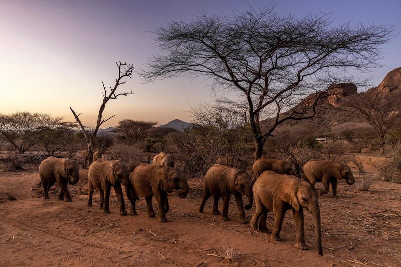 Elephant calves walk after a feeding routine early in the morning at Reteti Elephant Sanctuary. AFP
