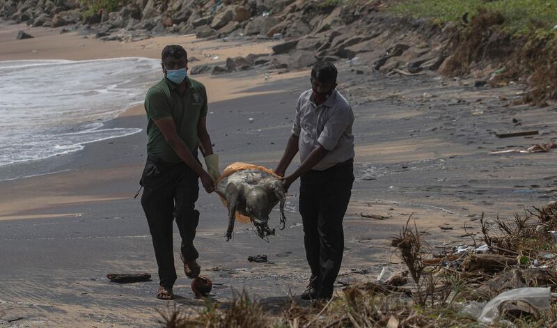 Sri Lankan wild life workers remove decomposed remains of a turtle lies on a beach polluted following the sinking of a container ship that caught fire while transporting chemicals off Kapungoda, outskirts of Colombo, Sri Lanka, Monday, June 21, 2021. AP