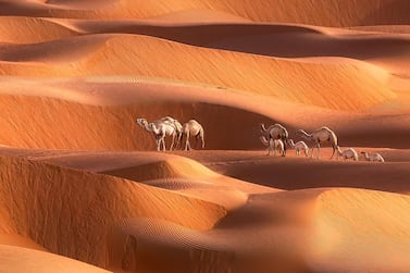Camels have decimated green areas of the desert, according to a new documentary from Environment Agency Abu Dhabi. Anushka Eranga / Caters News 
