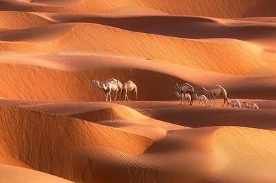 Pic from Anushka Eranga / Caters News (PICTURED: Camels walk across the dessert in Dubai) - These stunning vistas show off a sea of sand. The ripples in the sands surface and the peaks and troughs of the dunes make the deserts in Dubai look like a stormy ocean. The yellow sea on only punctuated by a few dry plants or a single camel train plodding through. The pictures were taken by landscape and travel photographer Anushka Eranga Athukorala from Sri Lanka. SEE CATERS COPY *** Local Caption *** Pic from Anushka Eranga / Caters News (PICTURED: Camels walk across the dessert in Dubai) - These stunning vistas show off a sea of sand. The ripples in the sands surface and the peaks and troughs of the dunes make the deserts in Dubai look like a stormy o