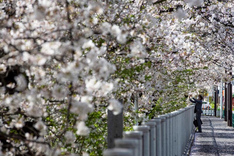 A person takes a picture under a canopy of cherry blossoms in Tokyo, Japan. AP Photo
