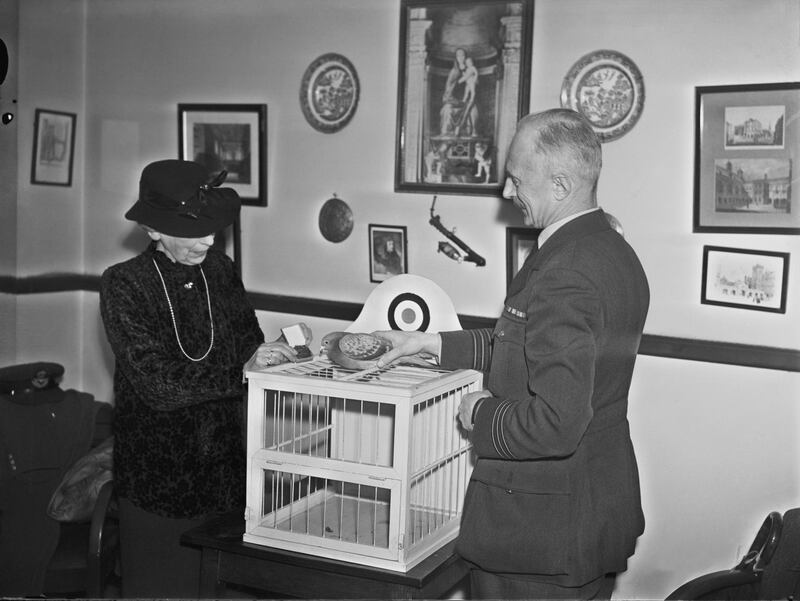 Maria Dickin (1870 - 1951), founder of the People's Dispensary for Sick Animals (PDSA) veterinary charity, presents RAF homing pigeon 'Winkie' with the Dickin medal, 19th February 1944. The Dickin medal recognizes the contribution of animals in wartime. Winkie delivered a message that contributed to the rescue of a ditched aircrew in February 1942. (Photo by Harry Todd/Fox Photos/Hulton Archive/Getty Images)