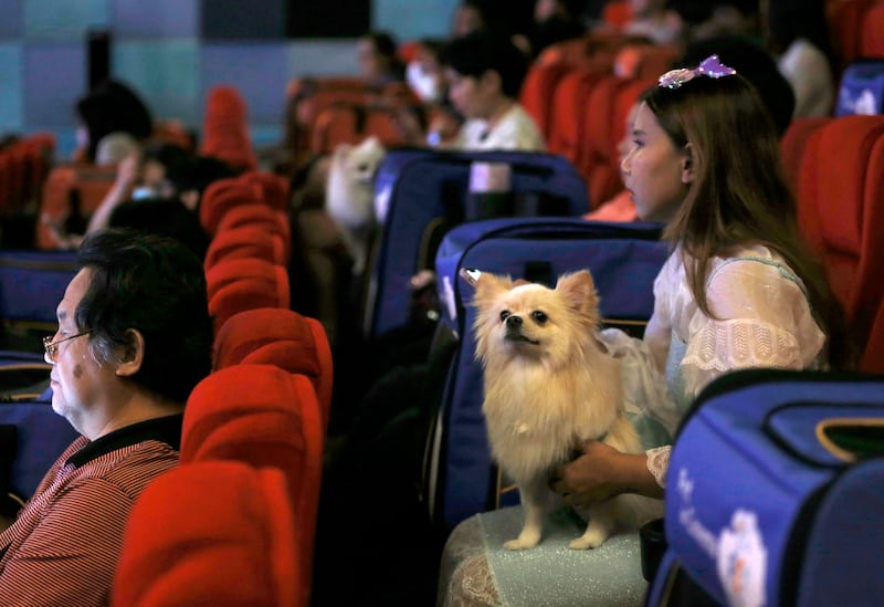 The pet-friendly theatre is called i-Tail Pet Cinema. EPA