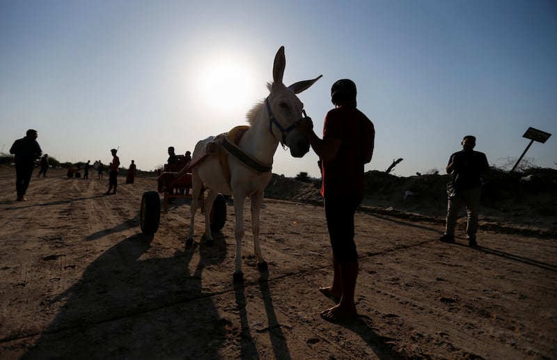 Racing donkeys have been a feature of life in Bahrain for more than 40 years. Races are usually held between December and March, after which the weather gets too hot for the animals.