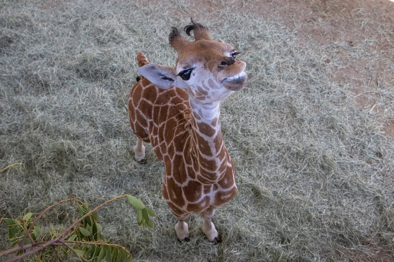Msituni, a giraffe calf born with an unusual disorder that caused her legs to bend the wrong way, lives at the San Diego Zoo Safari Park. San Diego Zoo Wildlife Alliance / AP