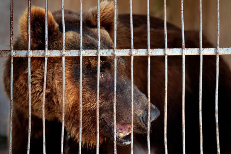 A Syrian brown bear at a zoo in the southern port city of Tyre, Lebanon. Animals Lebanon, a Beirut group, said on Sunday that two bears, including this one, which were rescued from a private zoo in southern Lebanon, will be flown to the US, where they will be released into the wild.