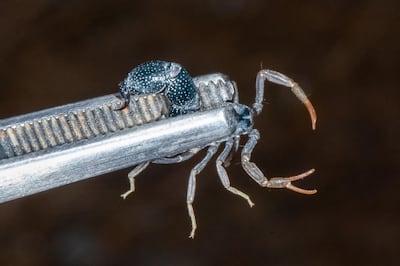 The newly spotted Orthochirus scorpion. Photo: Emirates Nature Team