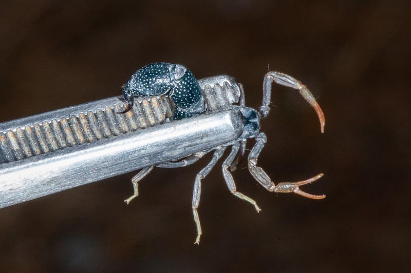 The newly spotted Orthochirus scorpion