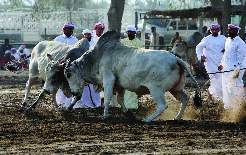 3. People watching the bull butting near the Corniche area in Fujairah.  Pawan Singh / The National