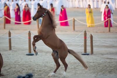 AL WATHBA, ABU DHABI, UNITED ARAB EMIRATES - December 04, 2016: An Arabian horse participates in the opening ceremony the Sheikh Zayed Heritage Festival. 

( Mohamed Al Hammadi / Crown Prince Court - Abu Dhabi )
--- *** Local Caption ***  20161204MH_C109334.jpg