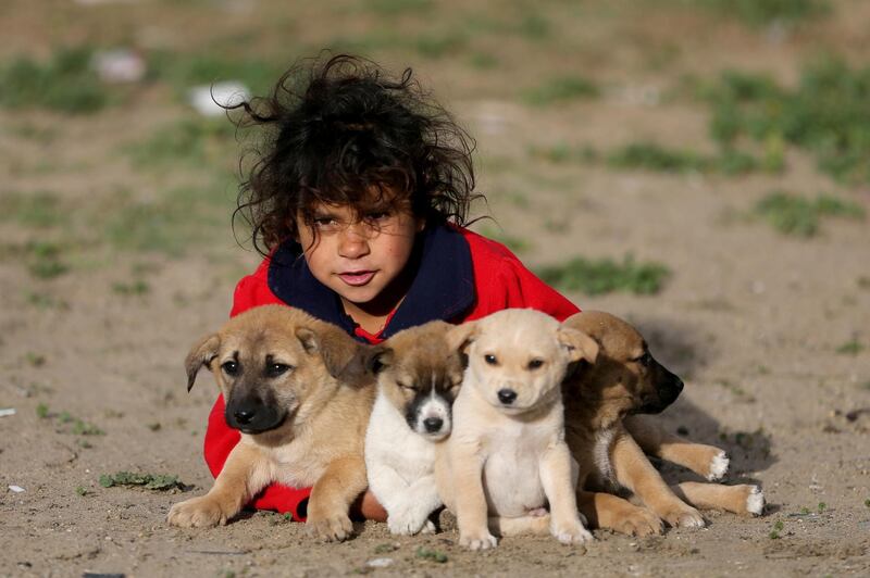 A Palestinian girl hugs dogs outside her family dwelling on a cold winter day in Khan Younis in the southern Gaza Strip. Reuters