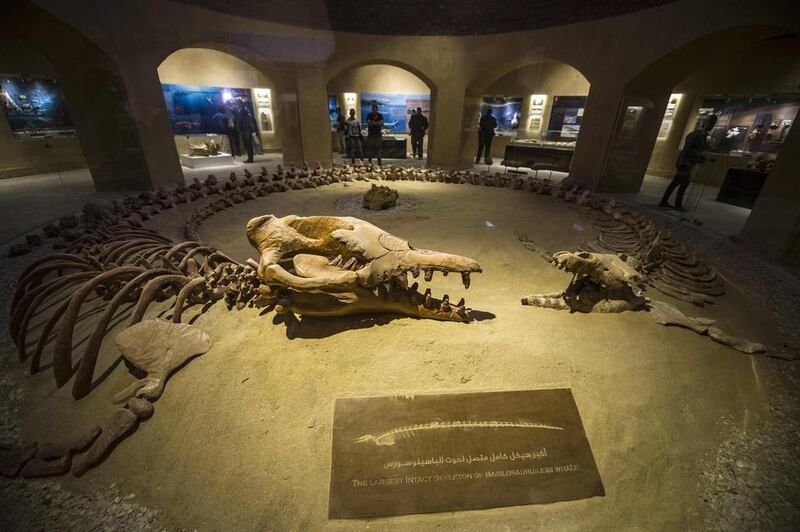 A Basilosaurus isis whale skeleton pictured at the Wadi El Haitan Fossil and Climate Change Museum in Fayoum, 60 kilometres south of the Egyptian capital Cairo, on January 14, 2016. Khaled Desouki/AFP 

