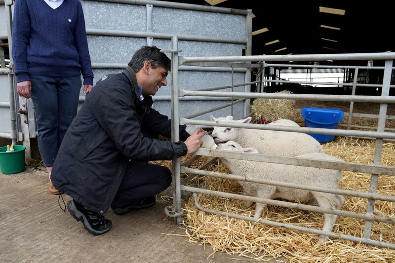 Mr Sunak feeds lambs as he visits Rowlinson's Farm during a Conservative general election campaign event in Gawsworth. Reuters