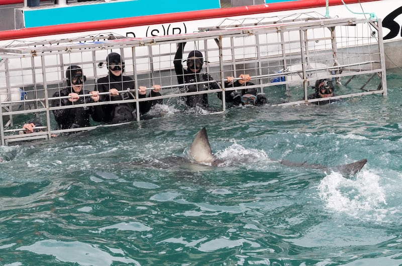HW33J4 South Africa tourism; Tourists Shark Cage diving, with a great white shark; Gansbaai, Hermanus, Western Cape, South Africa