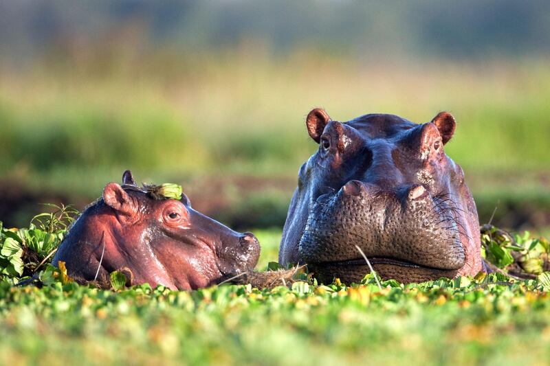 Hippopotamus female and calf submerged in lily covered pool  (Hippopotamus amphibius), Maasai Mara National Reserve, Kenya.