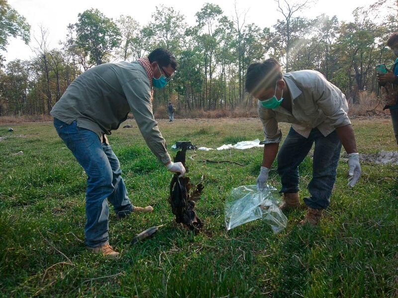 Community rangers dispose of the remains of a giant ibis in Cambodia in June 2020. WCS via AP