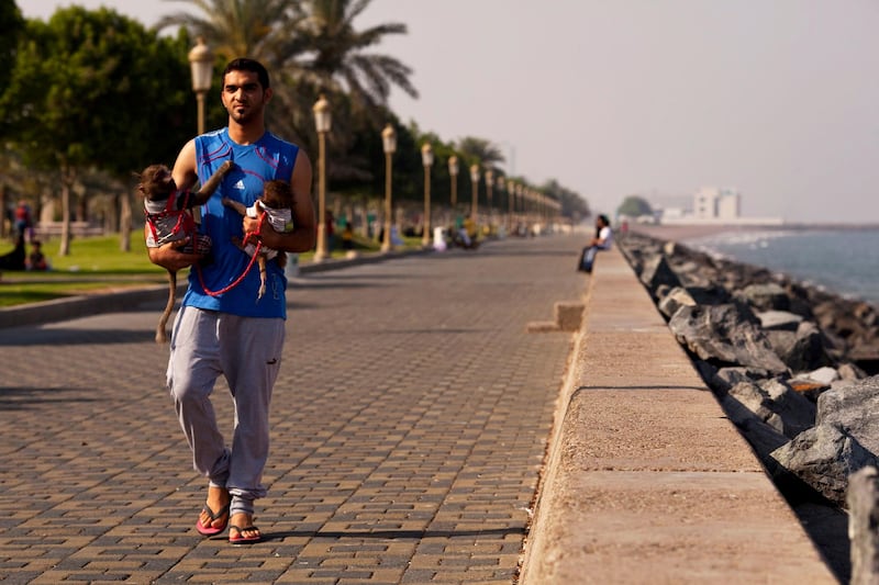 Kalba, United Arab Emirates, March 28, 2013:    A man walks with his pet monkeys along Corniche Park in Kalba on March 28, 2013. Christopher Pike / The National