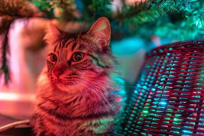 Cats are usually attracted to shiny ornaments and Christmas lights. Unsplash