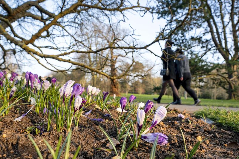 LONDON, ENGLAND - MARCH 02: General view visitors walking past crocuses in bloom at Kew Gardens on February 24, 2021 in London, England. (Photo by Ming Yeung/Getty Images)
