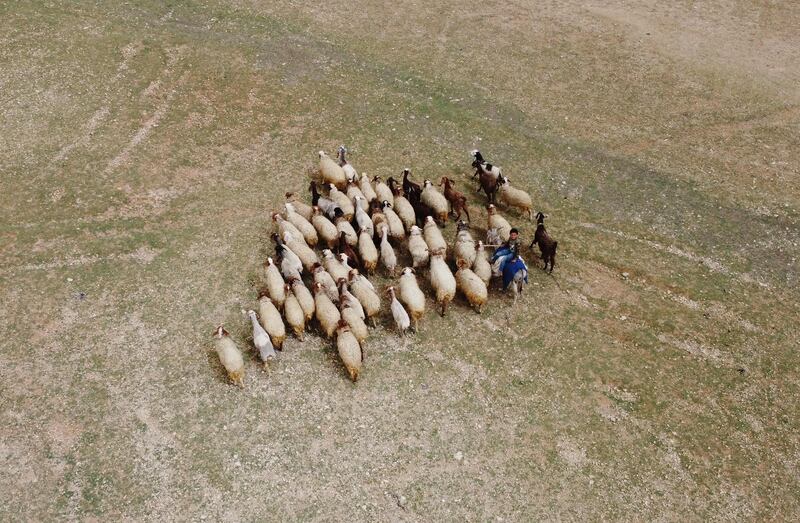 Shepherds guide their sheep in a dry field in Syria's Raqqa governorate. Syria is among the countries most vulnerable to climate change. AFP