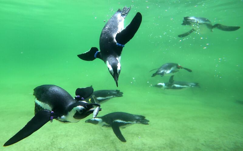 Spectacled penguins catch a fish at the Zoom 'Erlebniswelt' Zoo in Gelsenkirchen, Germany. EPA