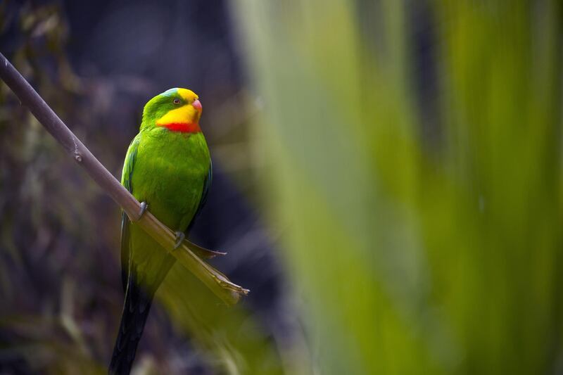 A superb parrot sits in its enclosure at the National Zoo in Canberra, Australia.  EPA