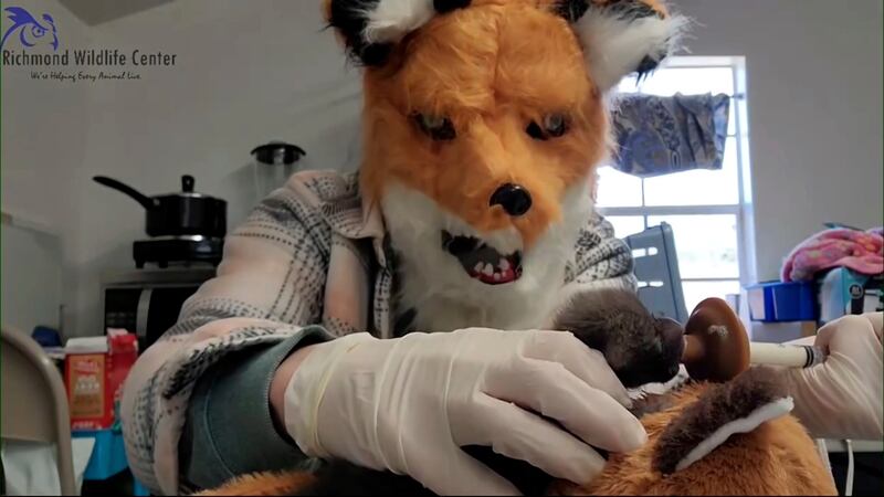 The executive director and founder of the Richmond Wildlife Centre, Melissa Stanley, wears a fox mask as she feeds an orphaned red fox kit. AP