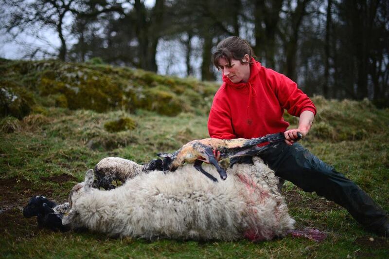 Carol McKenna helps a Scottish mule give birth to Suffolk lamb triplets on Gass Farm. Jeff Mitchell / Getty Images