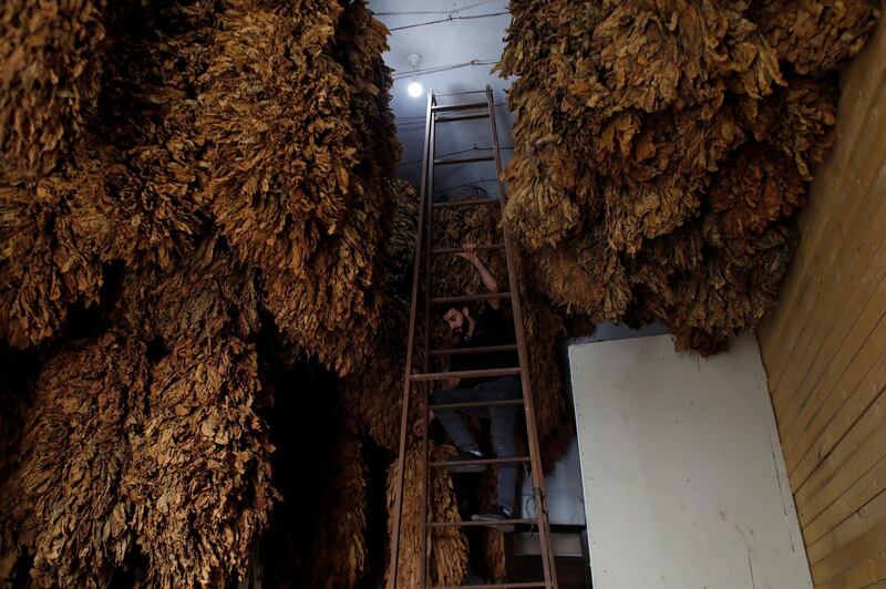 A Palestinian worker dries tobacco harvested to produce cigarettes to be sold in the local market, at a field near Jenin in the Israeli-occupied West Bank. Reuters