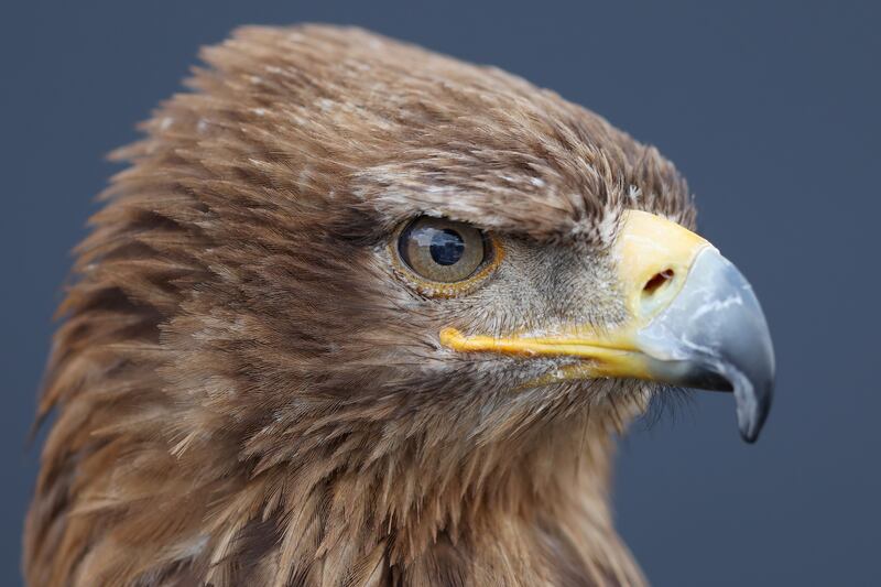 A Tawny eagle, used to keep seagulls off of the course, is seen during Day Two of The 150th Open at St Andrews Old Course in St Andrews, Scotland. 