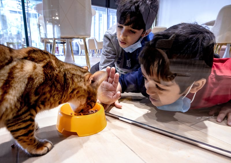 Meow Cafe, Abu Dhabi's first cat cafe, is located in Al Muneera. All photos: Victor Besa / The National