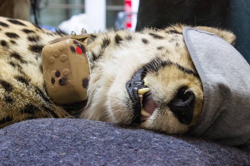 A Namibian cheetah is anaesthetised during preparations to translocate the animal to India.