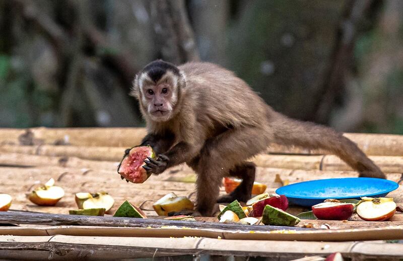 A monkey is fed by volunteers who work to help animals suffering from the fires, in the Pantanal, town of Porto Jofre, located in the municipality of Pocone, Mato Grosso state, Brazil.  EPA