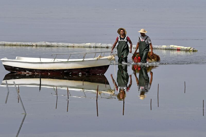 Workers harvest red seaweed in the Menzel Jemil lagoon in Tunisia's northern Bizerte region. AFP