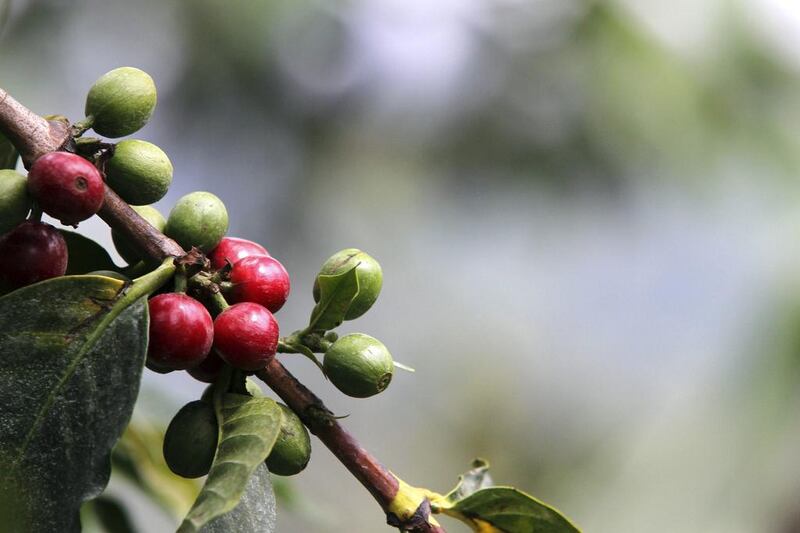 Kenya's earnings from coffee have taken a downward trend and now coffee ranks fourth after tourism, tea and horticulture. Noor Khamis / Reuters