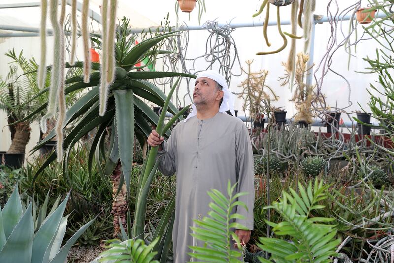 'Some people grow date palms, some grow fruit, some grow vegetables. I grow cactus,' Mr Al Mazroui says 