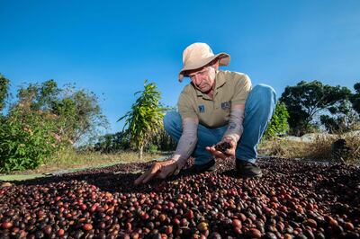 Coffee grower Jesus Valverde picks coffee beans that are drying in the sun at his plantation. AFP