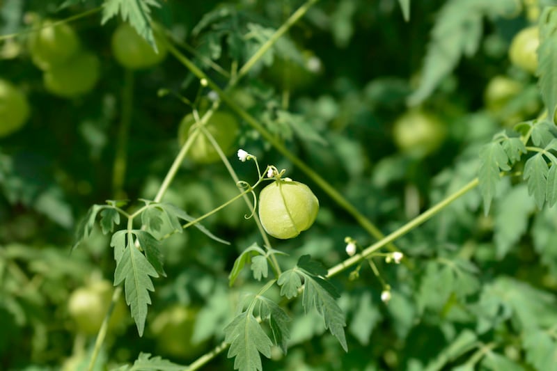 Balloon vine, Latin name is Cardiospermum halicacabum, was discovered at the Friday market in the village of Masafi. Getty Images